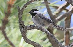 Mexican Chickadee